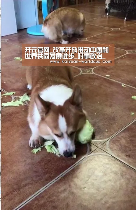开元官网_改革开放推动中国和世界共同发展进步_时事政治_中公教育网(图1) 开元官网